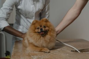 ¿Cómo gestiona un agente de IA las urgencias y citas de una clínica veterinaria?